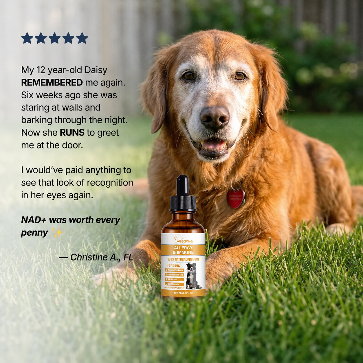 The Science-Backed Protocol for Senior Dog Dementia