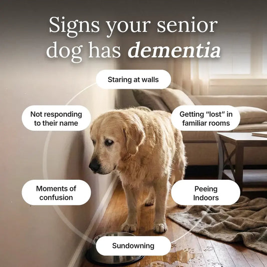 The Science-Backed Protocol for Senior Dog Dementia